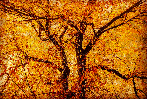 17 Stunning Photos Of Fall Foliage To Warm Your Soul