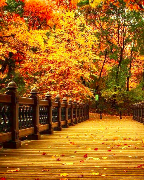 17 Stunning Photos Of Fall Foliage To Warm Your Soul