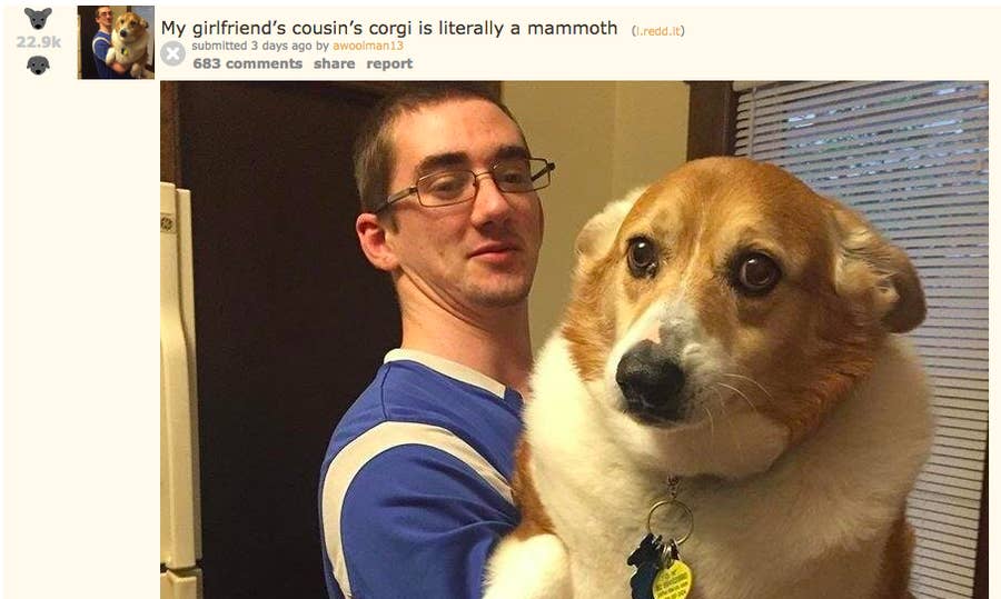 Largest corgi clearance