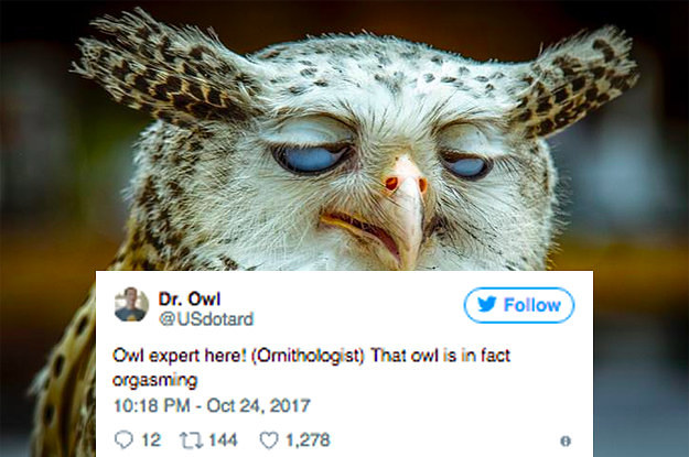 This Very Funny Tweet About An Owl s Orgasm Face Is