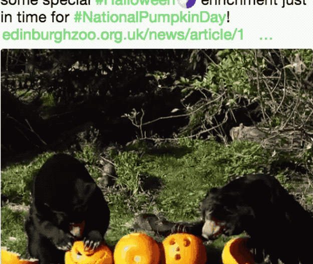 These bears who don't really understand the rules of a pumpkin carving contest.
