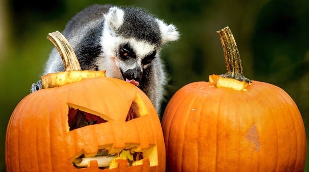 This lemur who is just now realizing that pumpkins don't taste like pumpkin spice.