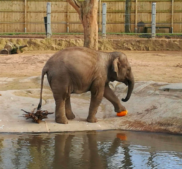 And finally, this elephant who is over Halloween and is ready for Christmas.