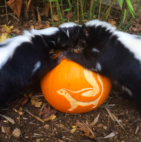 These skunks who are channeling their "Sanderson sisters over magic cauldron" look.