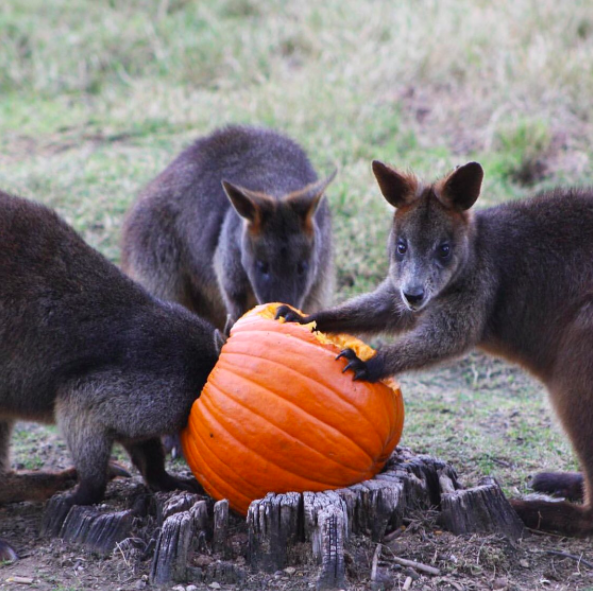 These wallaroos who know that the perfect jack-o-lantern glow comes from a thoroughly gutted pumpkin.