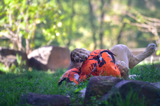 This lion cub who is, honestly, so involved with carving their pumpkin, you can't even see them.