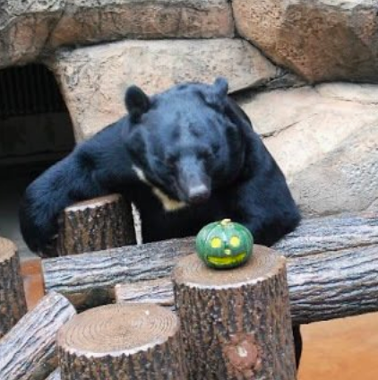 This bear who is very pleased with how his Gumby-themed pumpkin turned out.