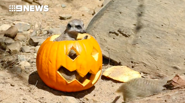 This meerkat who is obviously the spoopiest.