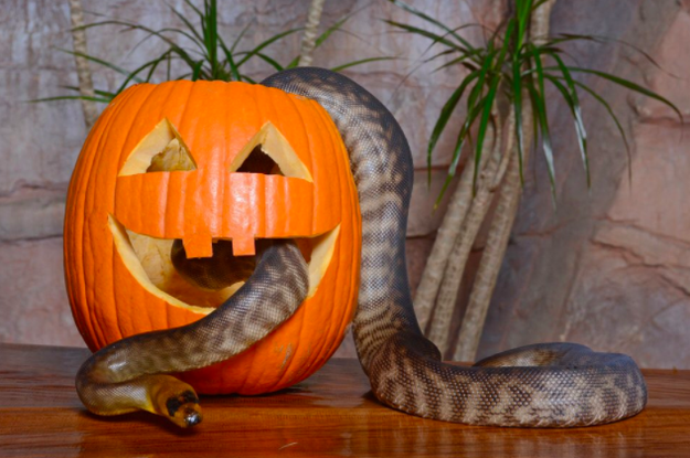 This snake who just really doesn't know how to pumpkin.