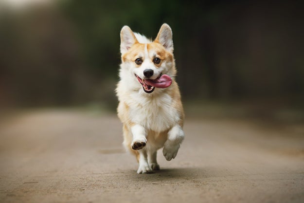 Oh, corgis look ridiculous when they run?