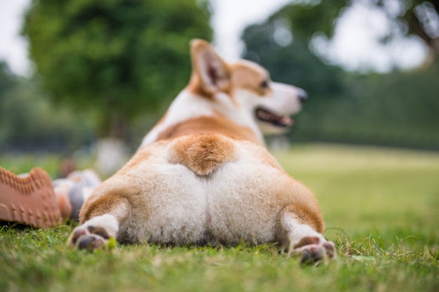 What do corgis do? Trot around behind the Queen?