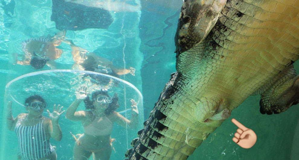 22 Facts That May Actually Make You Like Australian Crocodiles