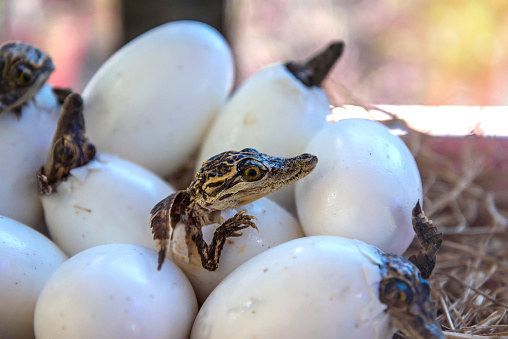 22 Facts That May Actually Make You Like Australian Crocodiles