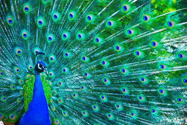 All peacocks are male.