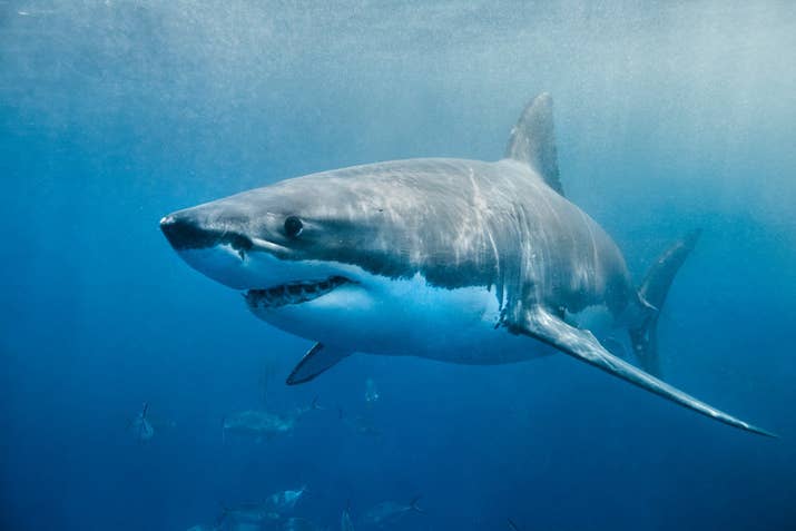 The CDC found 21 incidents of cow-related deaths in a four-state area over a five-year period, which comes out to just about four deaths per year just in that area. Meanwhile, there's only about one death per year attributed to shark attacks.