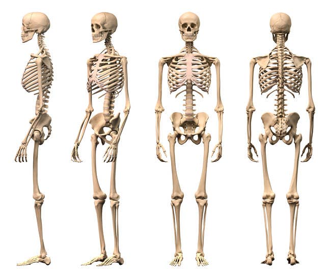 A human foot contains 28 bones, so the total number of bones in both feet is 56. That's a little over 27% of the 206 bones in the entire human body.