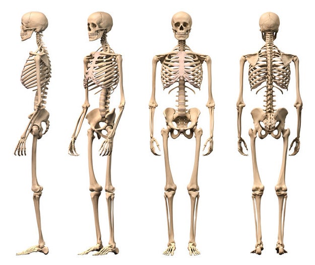 A quarter of all the bones in the human body are in the feet.