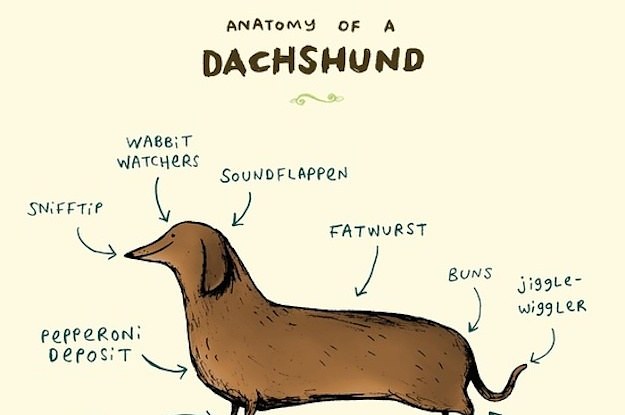 18 Gifts Every Dachshund Lover Needs