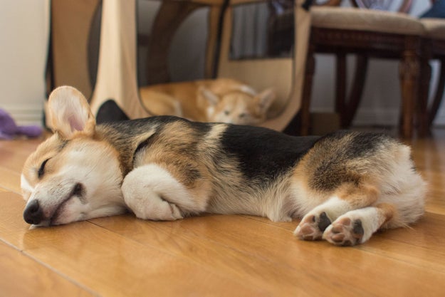 Plus, can corgis cover their eyes with their own ears when they sleep?