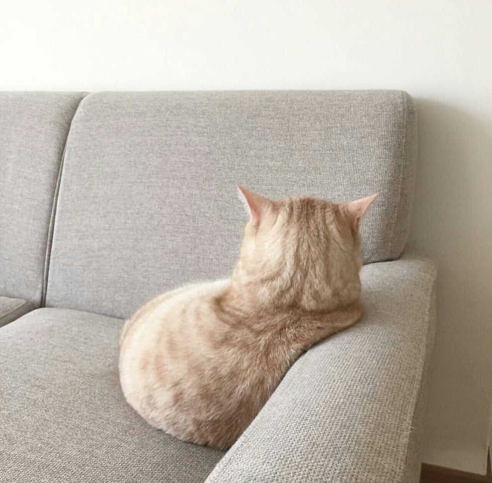 En Esta Casa Se Hace Lo Que Manda El Gato