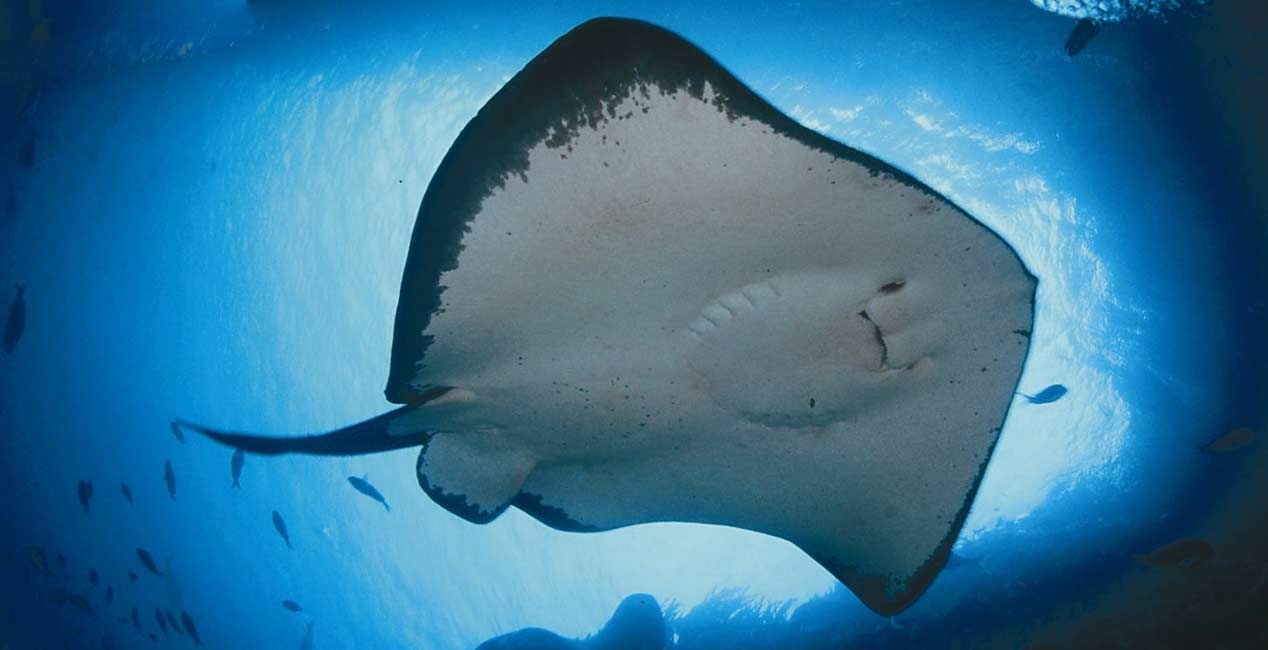 Keep your eyes wide open for the graceful manta rays gliding through the water. These harmless creatures are often found in and around coral sites amidst vibrant marine life.