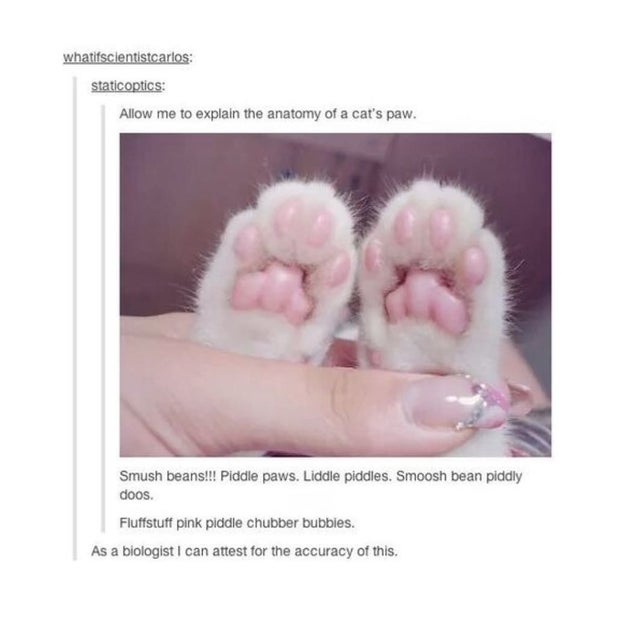 These lil' piddle paws.
