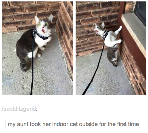 This cat, who recognizes a bad idea.