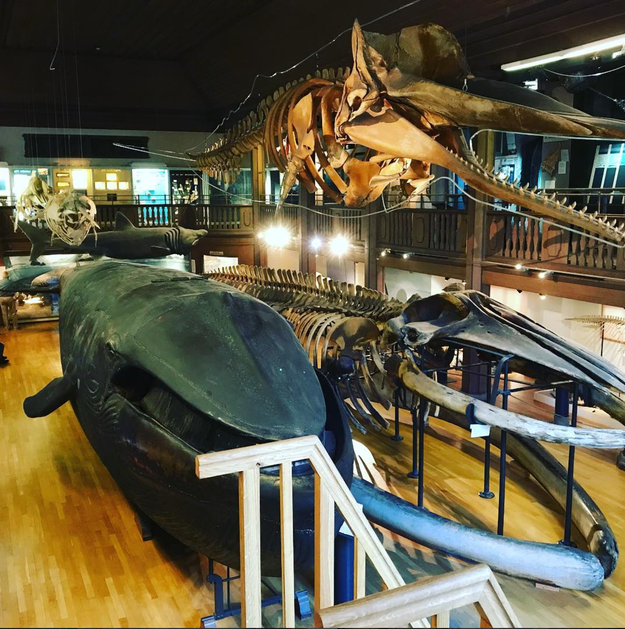 The Natural History Museum in Sweden holds the world's only stuffed blue whale. Its jaws were once open for visitors to enter and explore its insides. But after discovering a couple having sex inside the whale, the museum shut down the jaws, and only have it open for special occasions.