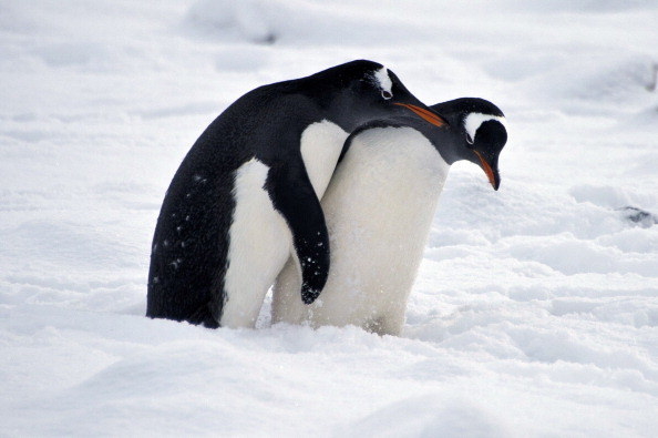 In 1912, scientist George Murray Levick observed a colony of penguins in the Antarctic. To his astonishment, he witnessed male penguins coerce female penguins into sex. He also observed them having sex with other male penguins and dead females.