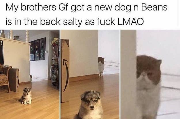 19 Cats That Are Relatable As Heck