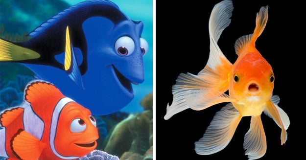 Answer Eight Questions And We'll Reveal The Type Of Fish You're Most Like