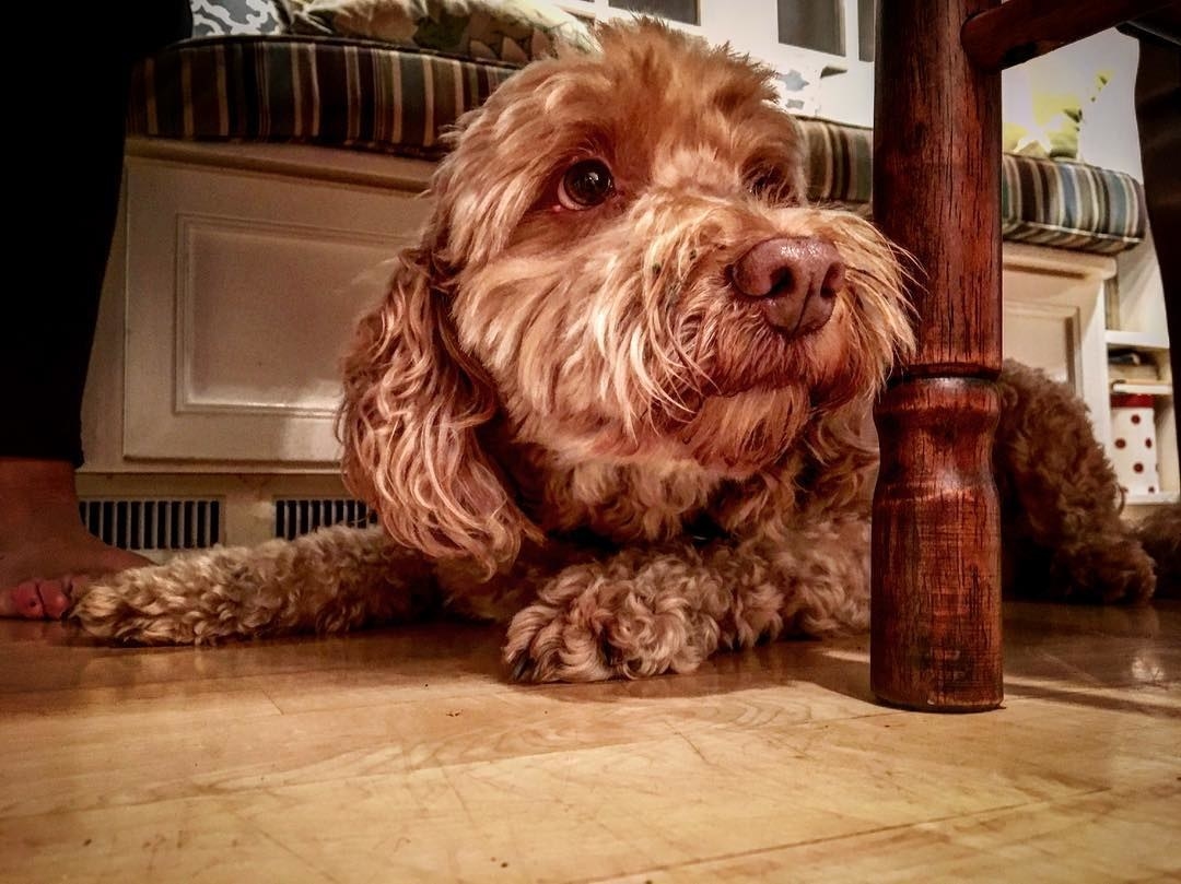 Is the idea of wearing and eating pumpkin spice not fulfilling enough? Adopt a pumpkin spice pet! Unless you live under a rock, you’ve probably already heard that Mini Golden Doodles are the must-have accessory of the season. Finnegan, pictured above, matches my pumpkin spice Uggs perfectly!