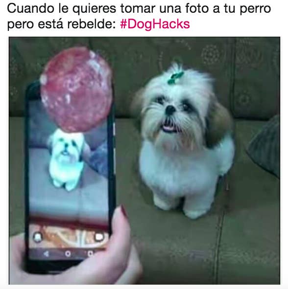 17 Memes Que Vas A Entender Perfectamente Si Tienes Un Perro En Tu Vida 'swole doge' es un perro grande y fuerte. memes que vas a entender perfectamente