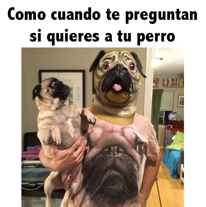 Meme Perro Ropa Rota Lindos Memes De Perros 50pcs Lindo Perro Pegatinas Memes Para