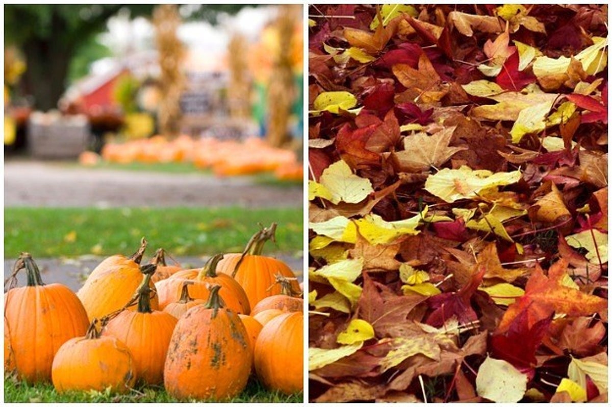 Pick Crunchy Leaves To Walk On And We Ll Tell You What Fall Activity To Do