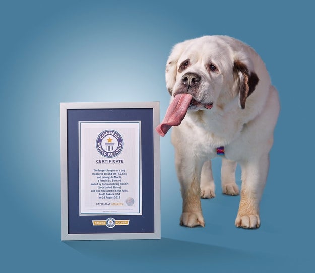 Here is Mochi standing next to her official plaque and being a certifiably good girl.