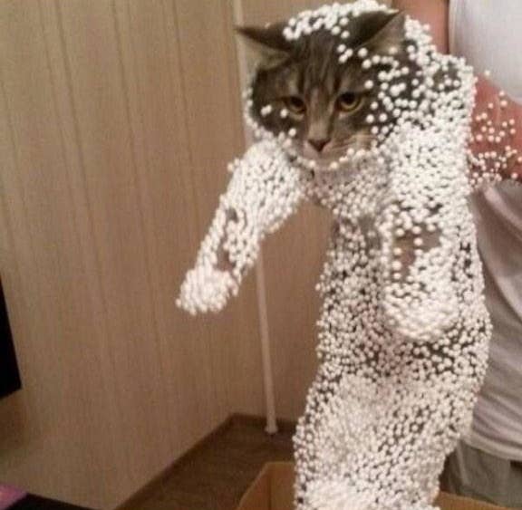 My Favourite 33 Pictures Of Cats On The Internet