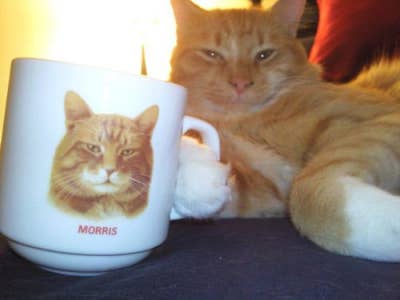 My Favourite 33 Pictures Of Cats On The Internet