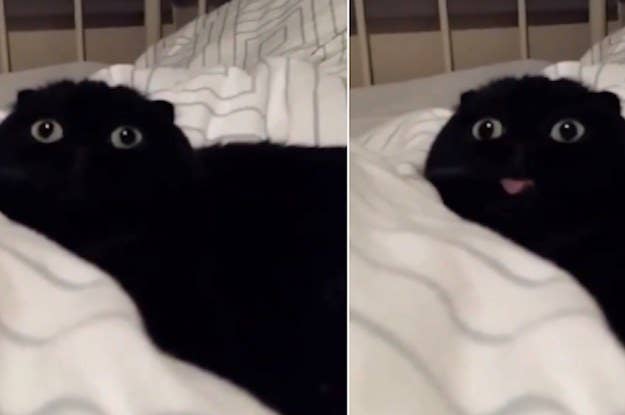 41 Wtf Cat Pictures That Will Make You Laugh Every Time