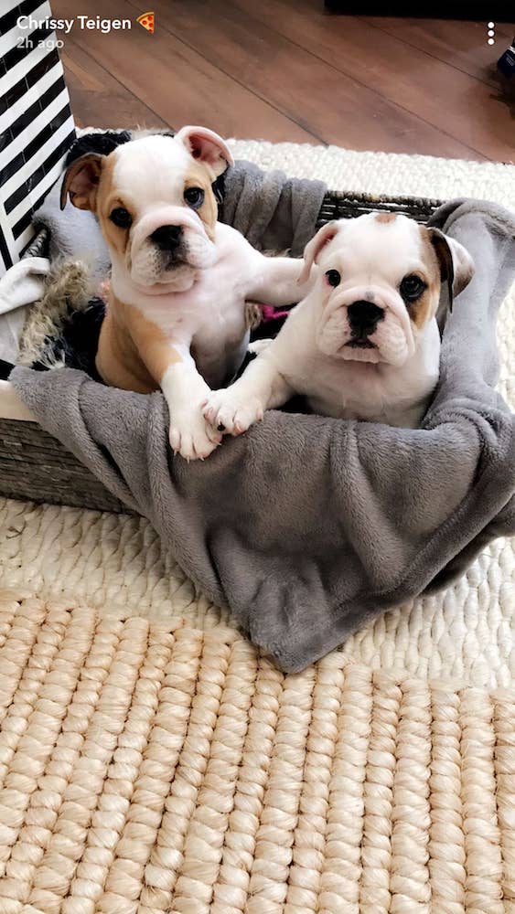 Chrissy Teigen And John Legend Just Got The World S Cutest Puppy