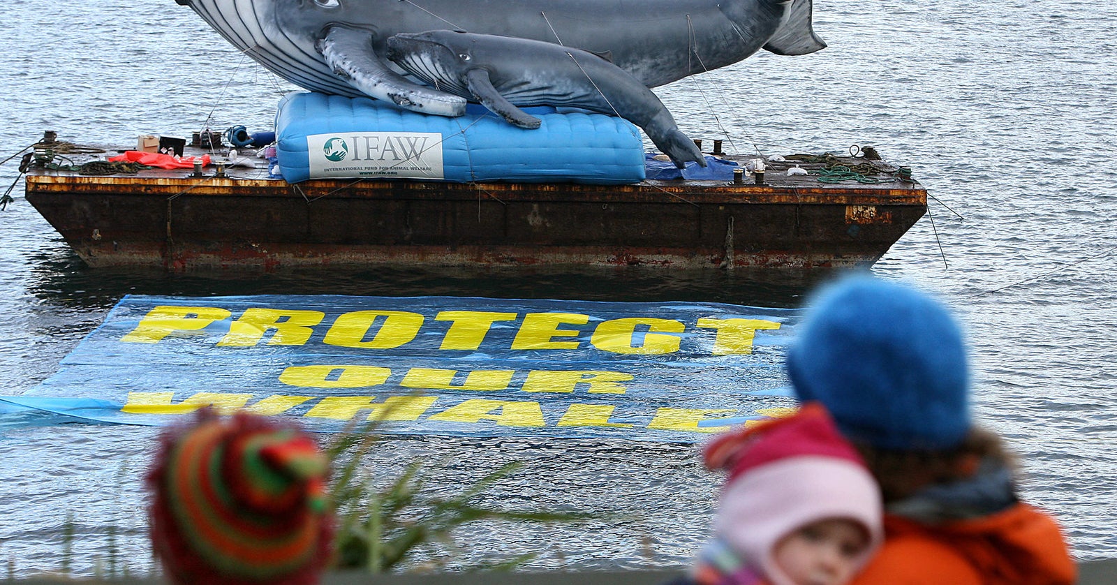 これが捕鯨のリアル クジラでぶつかりあう 正しさ 日本の小さな町から見えること