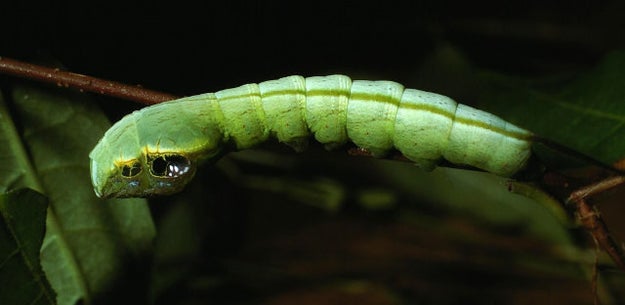 When the caterpillar is chillin' it looks like...a caterpillar.