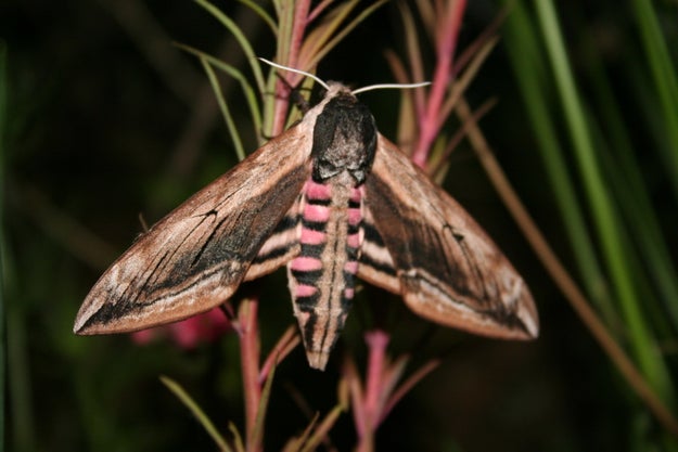 And obviously, not only does it occasionally look like a snake, but like all caterpillars, it shape shifts again into its final form. This one turns into this moth. Pretty!