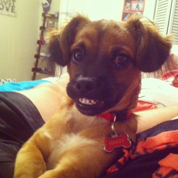 Since you’re a bright lil pup.