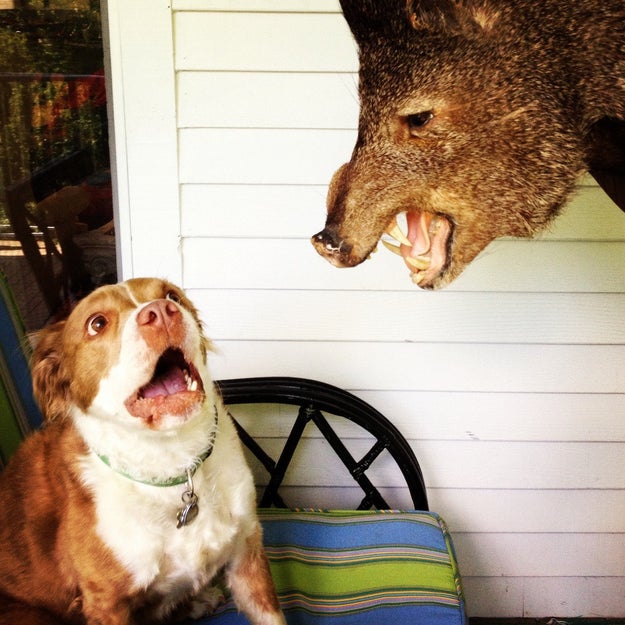 They'll try to do you a frighten!