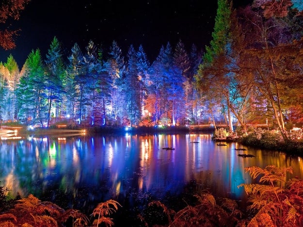Visit a truly enchanted forest.