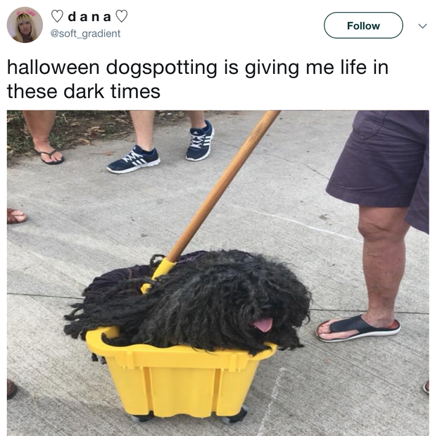 A dog mop. A dop: