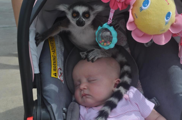 The mom who — while at the zoo — looked over at her baby and saw an escaped lemur atop her head.