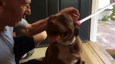 Here's Why You Shouldn't Let Your Dog Lick Your Face