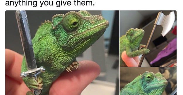 27 Animal Tweets That Are So Damn Good They Were Retweeted 100k Times